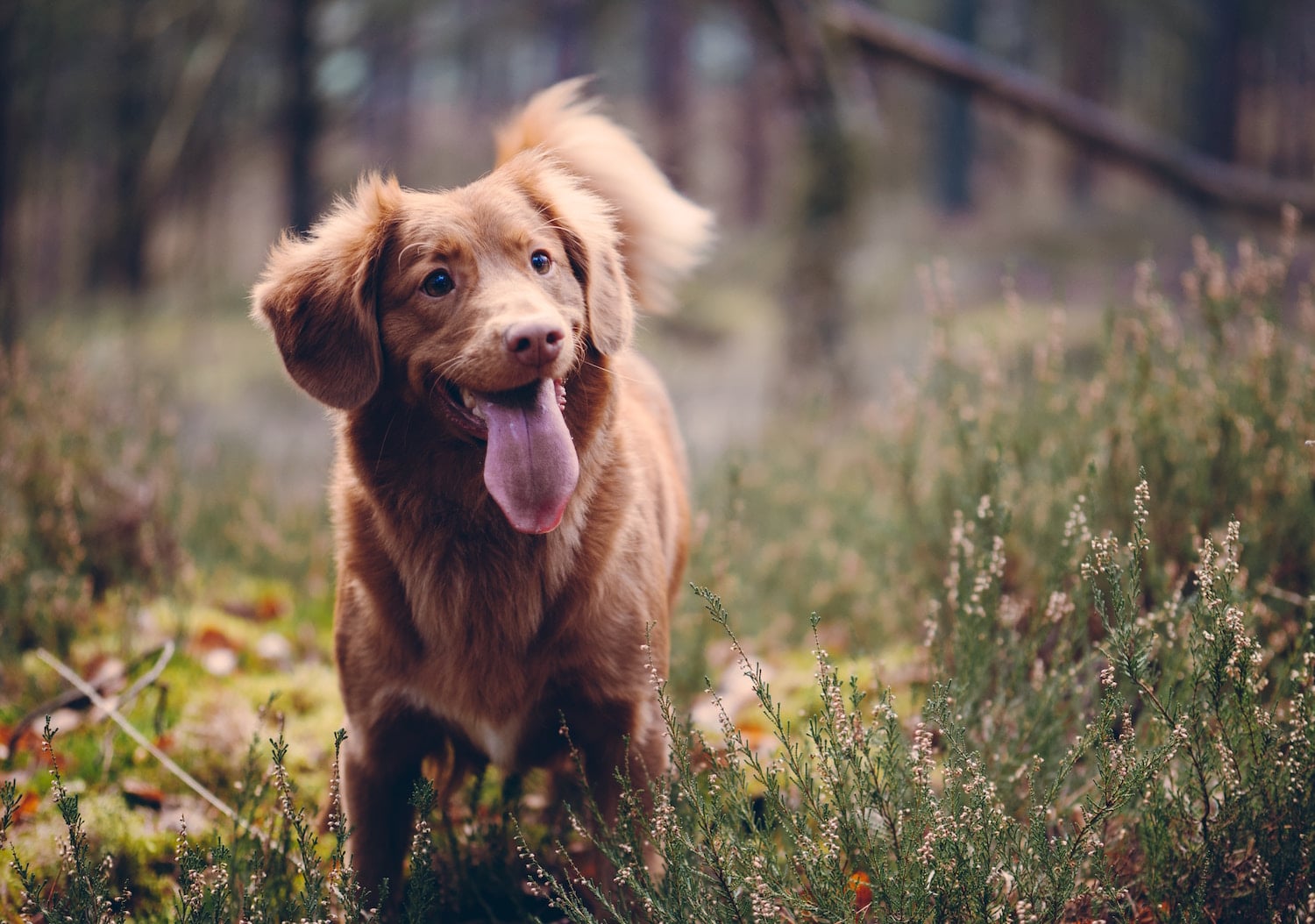 a dog standing in the grass